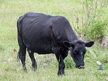 Çayırdaki siyah angus ineği