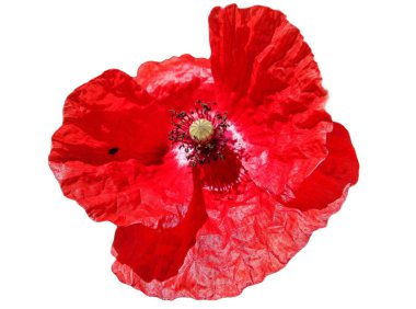 Kırmızı haşhaş beyaz arkaplanda izole edildi