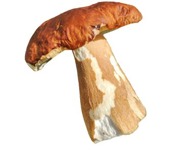 boletus mantarı mantar beyaz izole