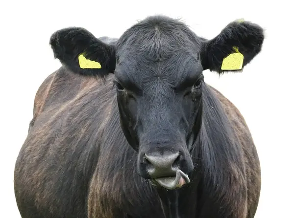 Siyah angus ineği beyaza izole edilmiş. Siyah angus inek portresi