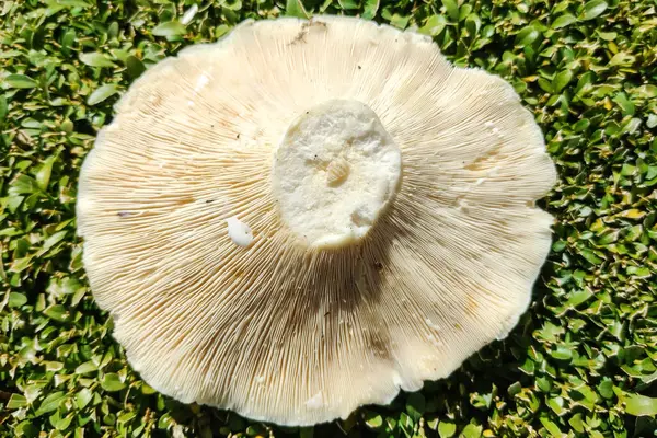 stock image Freshly picked Lactifluus piperatus mushroom on a green background