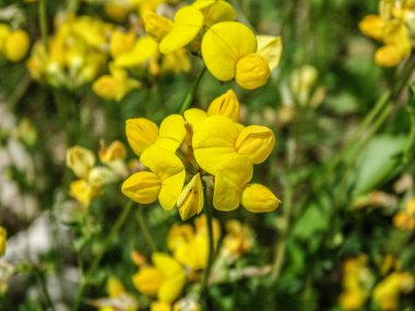 Yazın kuş ayağı folyosu. Lotus corniculatus