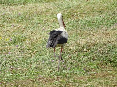 Romanya 'da çimlerde leylek