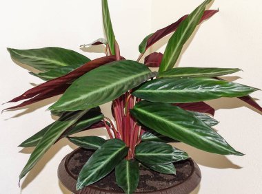 Kaplan şeritli bitki. Ctenanthe oppenheimiana