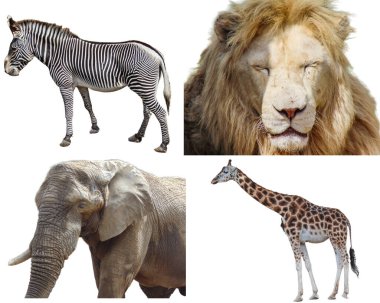 Afrika hayvanlarıyla kolaj: Grevy 'nin zebra, aslan, fil, zürafa