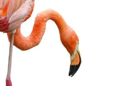 Pembe flamingo beyaz arkaplanda izole edildi