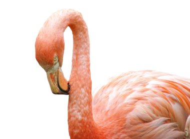 Pembe flamingo beyaz arkaplanda izole edildi