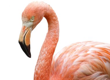 Pembe flamingo beyaz arkaplanda izole edildi