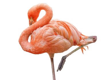 Pembe flamingo beyaz arkaplanda izole edildi