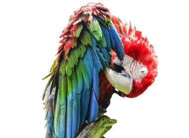 Yeşil kanatlı papağan papağanı. Ara kloropterus beyaz üzerinde izole