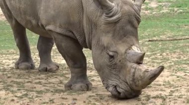 Beyaz bir gergedan ot yer. Gergedan videosu