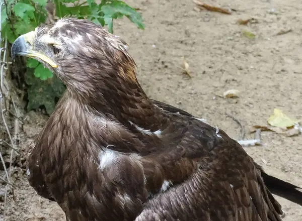 stock image Steppe eagle (Aquila nipalensis) at zoo