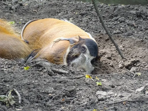 stock image A Red river hog rests during the summer. Potamochoerus porcus