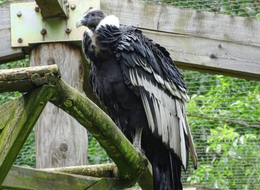 And Akbabası (Vultur gryphus) hayvanat bahçesinde