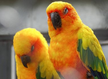 İki Güneş papağanı (Aratinga gündönümü)