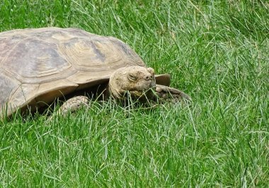 Afrika kaplumbağası çimlerde mahmuzlandı. Geochelone sulcata