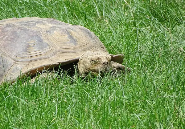 stock image African spurred tortoise in the grass. Geochelone sulcata