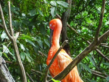 Kızıl aynak (Eudocimus ruber) ve etraftaki ağaçlar