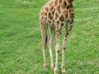 Zürafa bacakları. Çimlerde zürafa