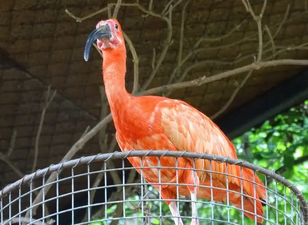 stock image Scarlet ibis (Eudocimus ruber) at zoo