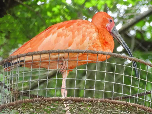 stock image Scarlet ibis (Eudocimus ruber) at zoo