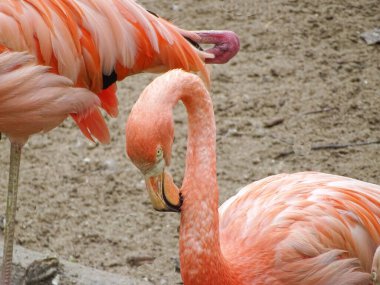 Yaz boyunca pembe flamingo