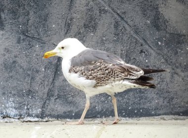 Yellow-legged Gull. Larus michahellis clipart