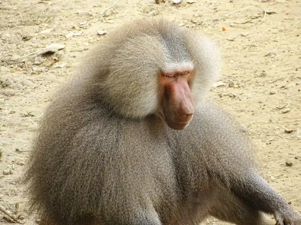 stock image Hamadryas baboon in the summer. Animal