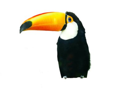 Toco Toucan beyazda izole edilmiş. Ramphastos