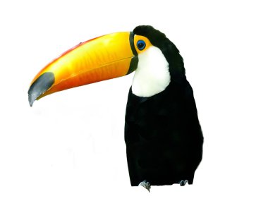 Toco Toucan beyazda izole edilmiş. Ramphastos