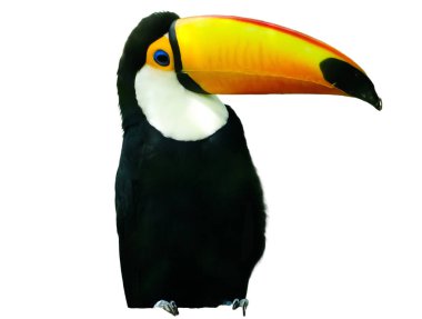 Toco Toucan beyazda izole edilmiş. Ramphastos