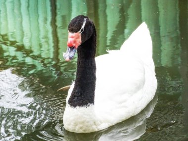 Black-necked swan (Cygnus melancoryphus) on water clipart