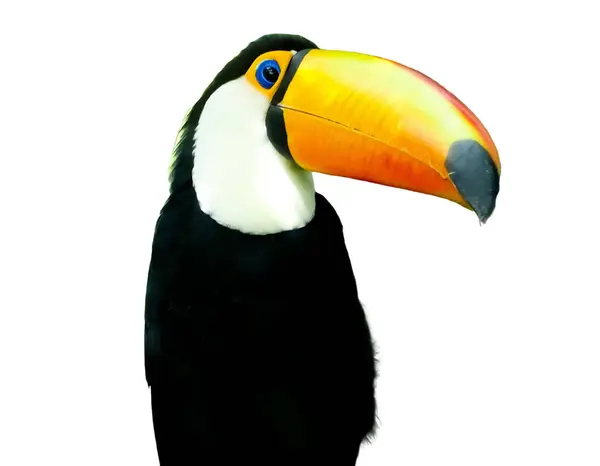 Toco Toucan beyazda izole edilmiş. Ramphastos