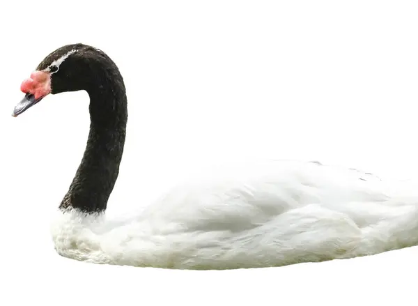 stock image Black-necked swan (Cygnus melancoryphus) isolated on white background