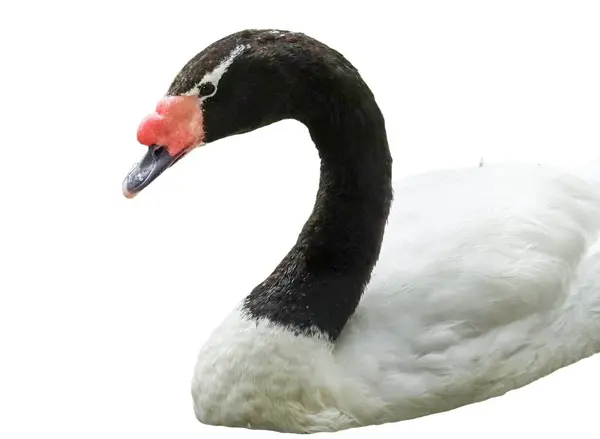 Stock image Black-necked swan (Cygnus melancoryphus) isolated on white background