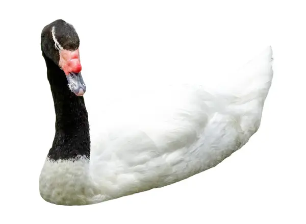 stock image Black-necked swan (Cygnus melancoryphus) isolated on white background