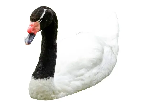 stock image Black-necked swan (Cygnus melancoryphus) isolated on white background