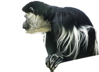 Siyah ve beyaz Colobus maymunu beyazda izole edilmiş.