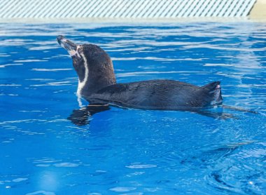 Yazın suda Humboldt pengueni