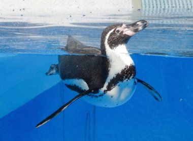 Yazın suda Humboldt pengueni