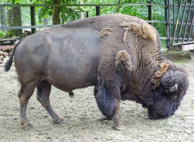 Yaz boyunca hayvanat bahçesindeki Amerikan bizonu.