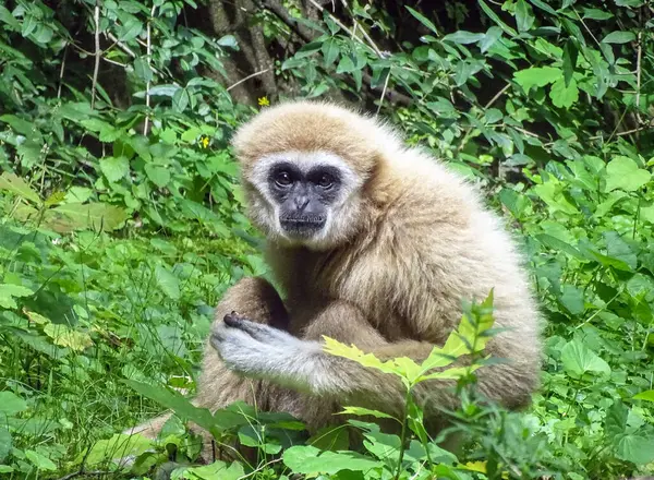 stock image Lar Gibbon (Hylobates lar) monkey among green leaves in summer