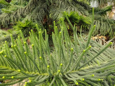 Aşçının çamı. Araucaria Kolumnaris. Doğa