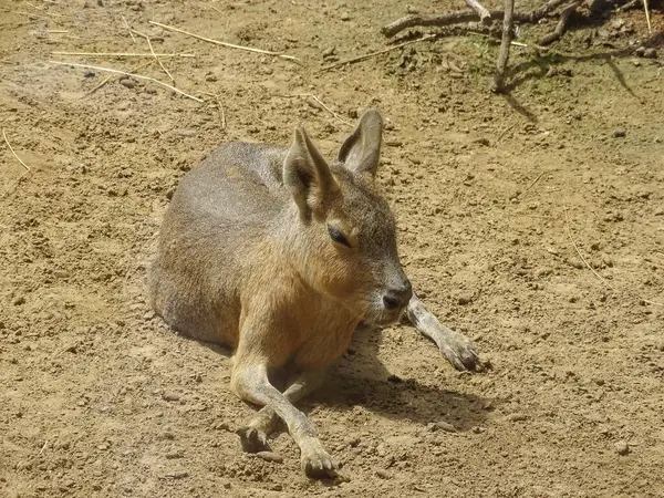 Stock image A Patagonian mara (Dolichotis patagonum) sits on the ground during the summer