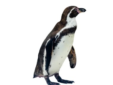 Humboldt pengueni beyaz arkaplanda izole edildi