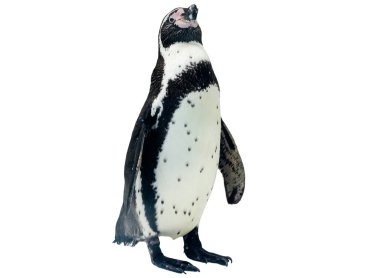 Humboldt pengueni beyaz arkaplanda izole edildi