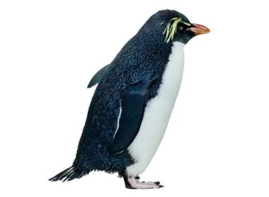 Güney rockhopper pengueni (Eudyptes chrysocome) beyaz üzerinde izole