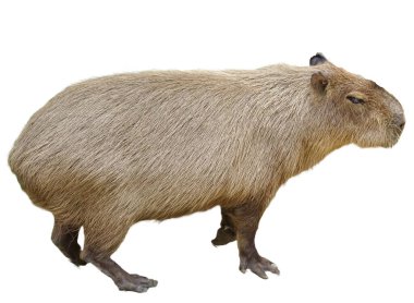 Beyaz zemin üzerinde izole edilmiş Capybara (Hydrochoerus hydrochaeris)