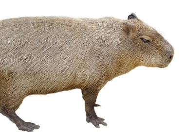 Beyaz zemin üzerinde izole edilmiş Capybara (Hydrochoerus hydrochaeris)