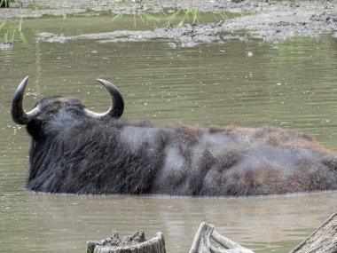 Suda evcil su bufaloları (Bubalus bubalis)